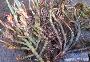 农村小溪边这种野草，曾经孩子们用来换零花钱，好多人不认识