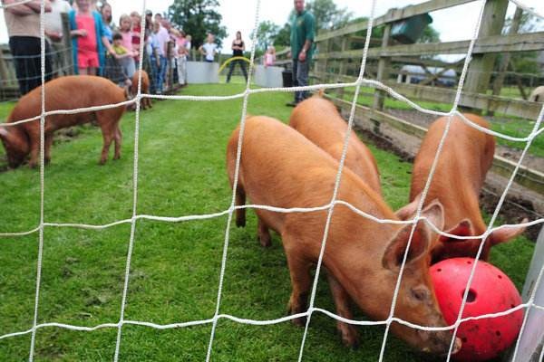 猪与人组合,猪和足球队