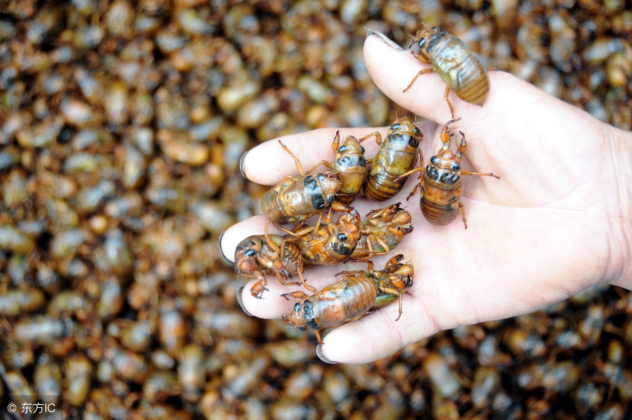 养殖金蝉投资多少钱利润多少,金蝉种植挣钱吗