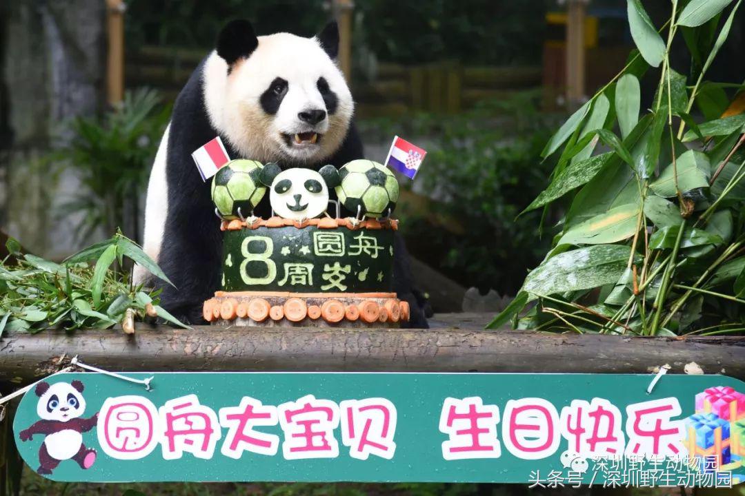 圆舟8岁啦!品足球蛋糕,预测世界杯,猫粉冒雨为他庆生!