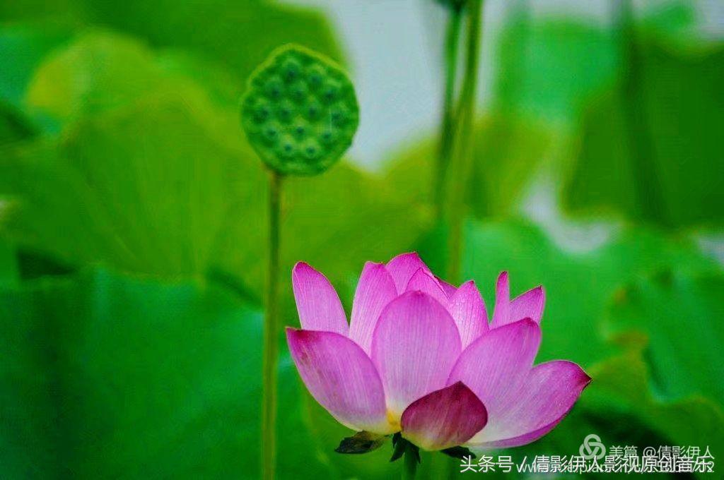 荷花之歌,立夏荷花音乐