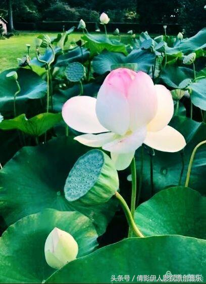 荷花之歌,立夏荷花音乐