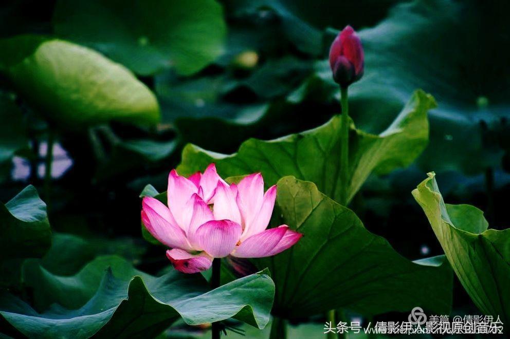 荷花之歌,立夏荷花音乐