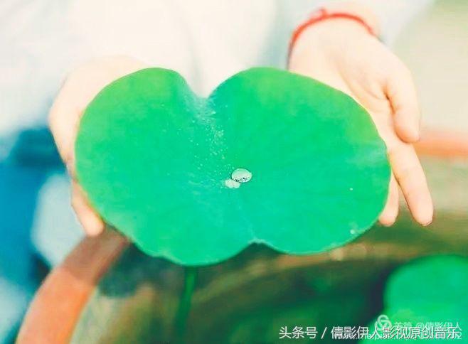 荷花之歌,立夏荷花音乐