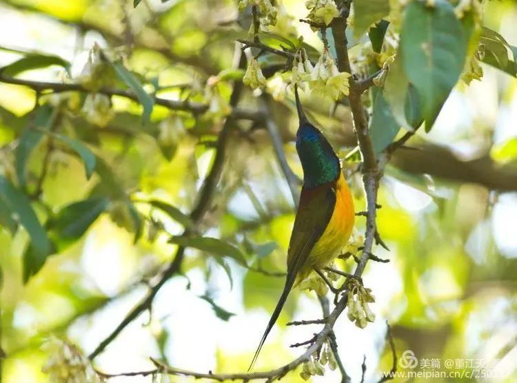 观鸟最佳路线,观鸟线路推荐