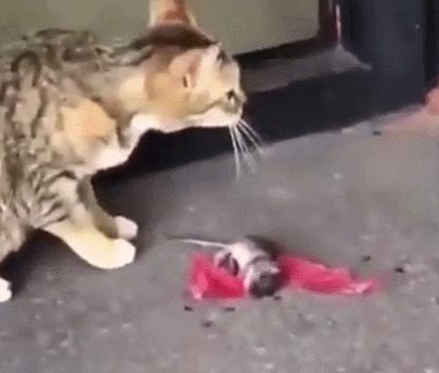 翻滚，慌的一比，点球，VAR，这注定是一届话题性十足的世界杯