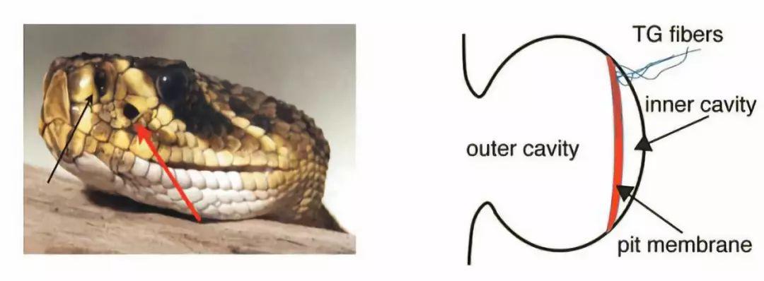 战斗机被导弹锁定能跑掉吗,战斗机被导弹锁定逃脱的概率