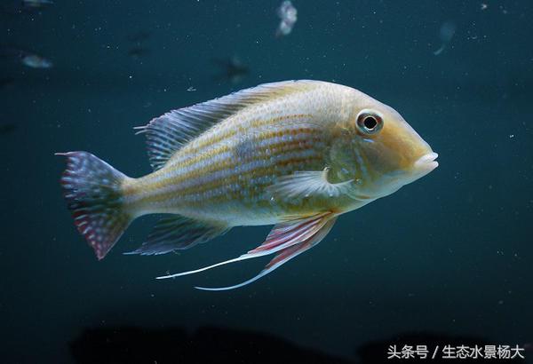 南美慈鲷鱼吃啥,南美慈鲷食土鲷好养吗