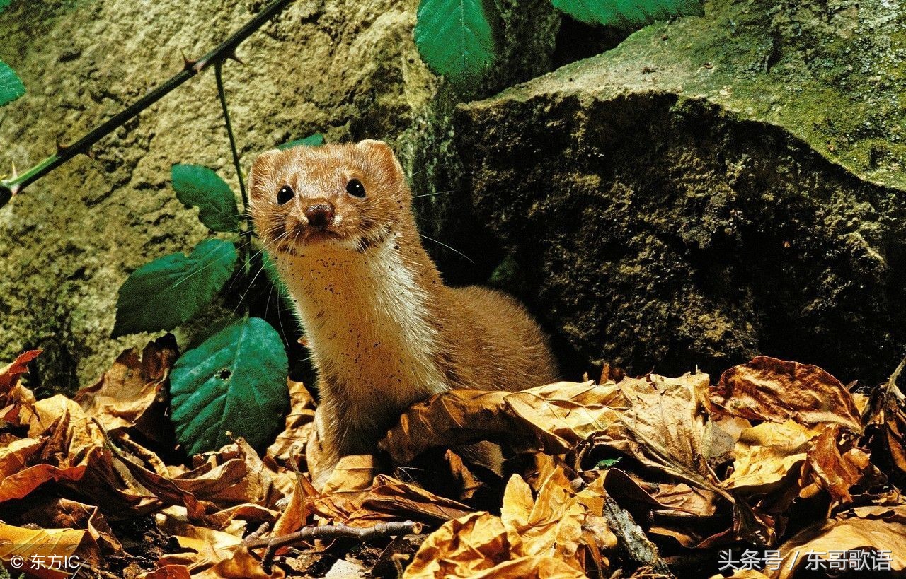 民间故事保家仙,民间故事被冤枉的保家仙