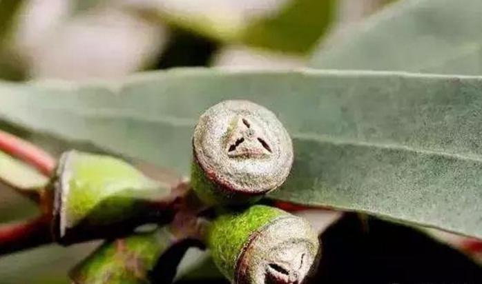 菩提子手串各种纹路图片,各类型的菩提子手串图片