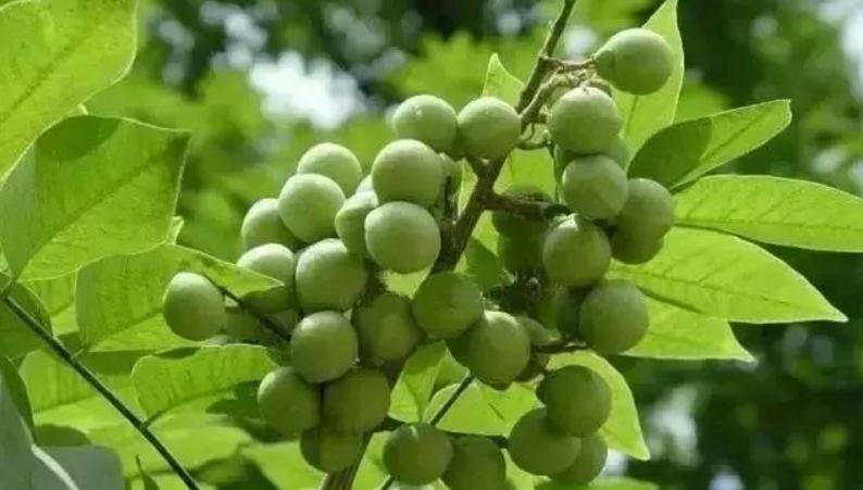 菩提子手串各种纹路图片,各类型的菩提子手串图片