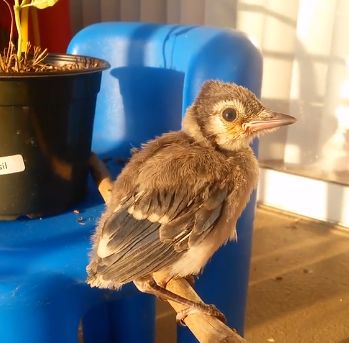 万物皆有灵性一个女孩救了只小鸟,万物皆有灵救小鸟