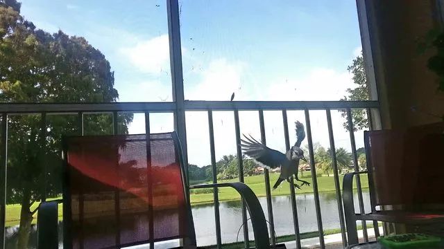 万物皆有灵救了蛇王一命,万物皆有灵救了一只狼崽