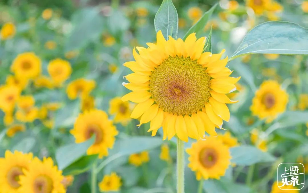 向日葵花海上海旅游攻略,上海市中心有一片向日葵花海