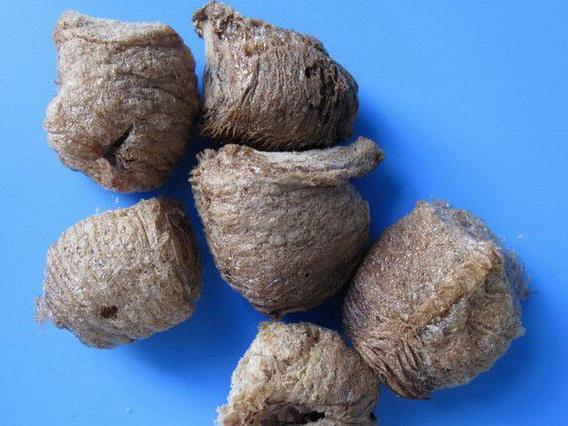 这种树只有南方才有全身都是宝,这种树被誉为抗癌神树