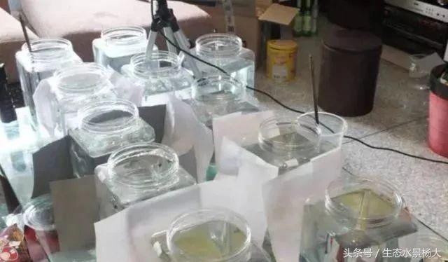 如何寻找中国斗鱼的踪迹,如何快速了解斗鱼