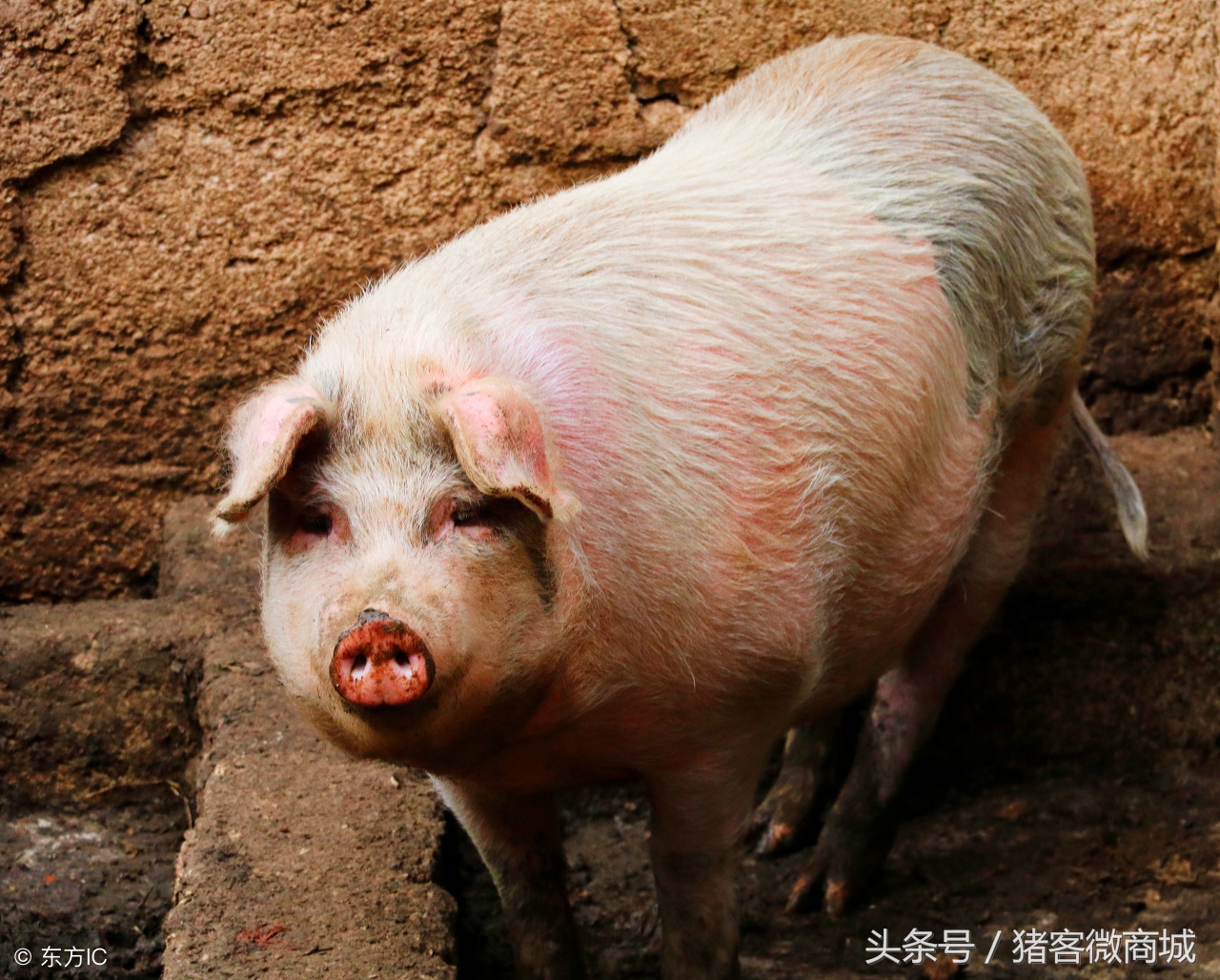 赵辉：母猪生产后产道流血不止该怎么治疗？