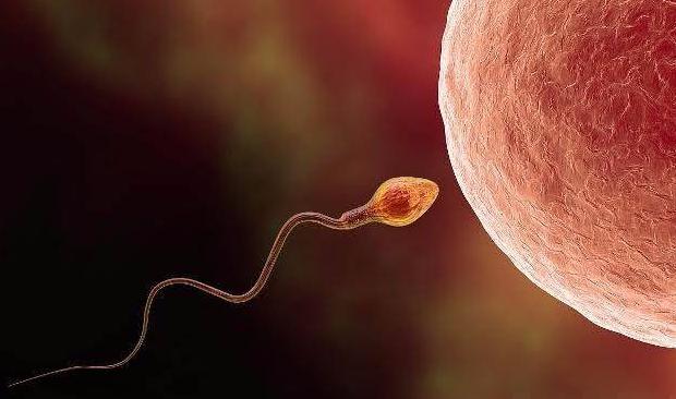 女人排卵时有哪些身体反应,排卵后多久能造人