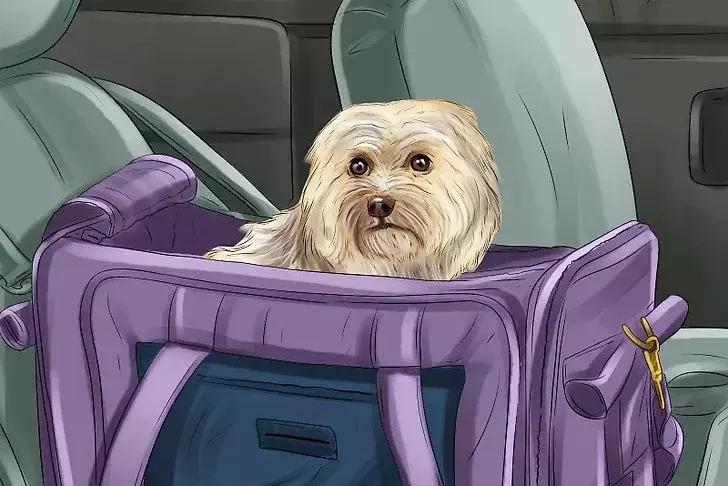 猫狗晕车淌口水,猫狗坐车需要注意什么