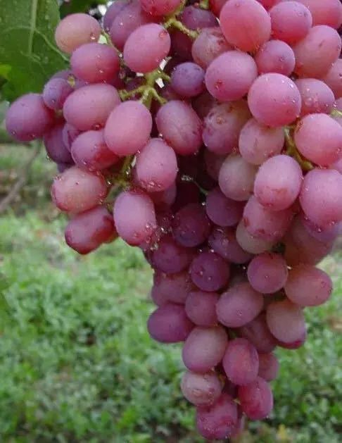 上海周边哪里摘葡萄最好,今夏去哪里玩好