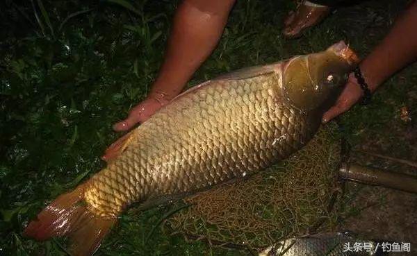 夜钓10个好处，不是你技术差，而是错过了上鱼高峰期！