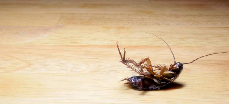 为什么蟑螂能抗辐射,为什么蟑螂怕辐射