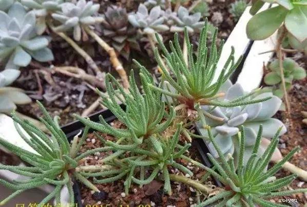 山东多肉小朋友,淄博养多肉