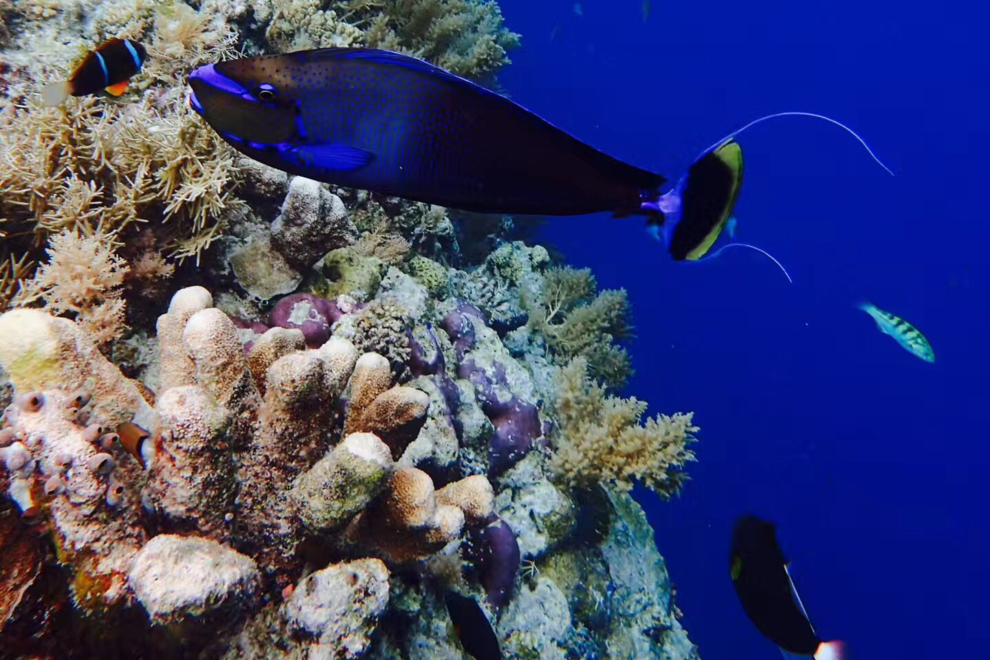 帕劳旅游最美风景攻略,帕劳全球海岛旅游