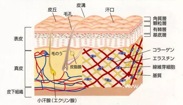 涂抹式水光和机打水光针哪种好,水光针风靡你必须知道的四个真相