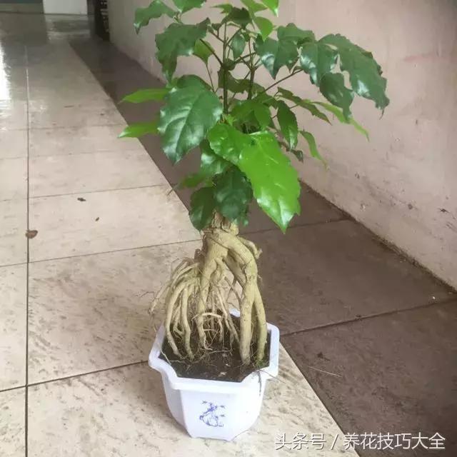 幸福树可以提高空气湿度吗,幸福树土生湿虫了怎么办