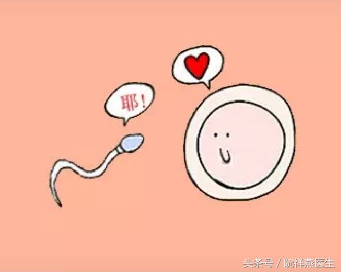 卵子发育到多大算优质,卵子发育多大成熟