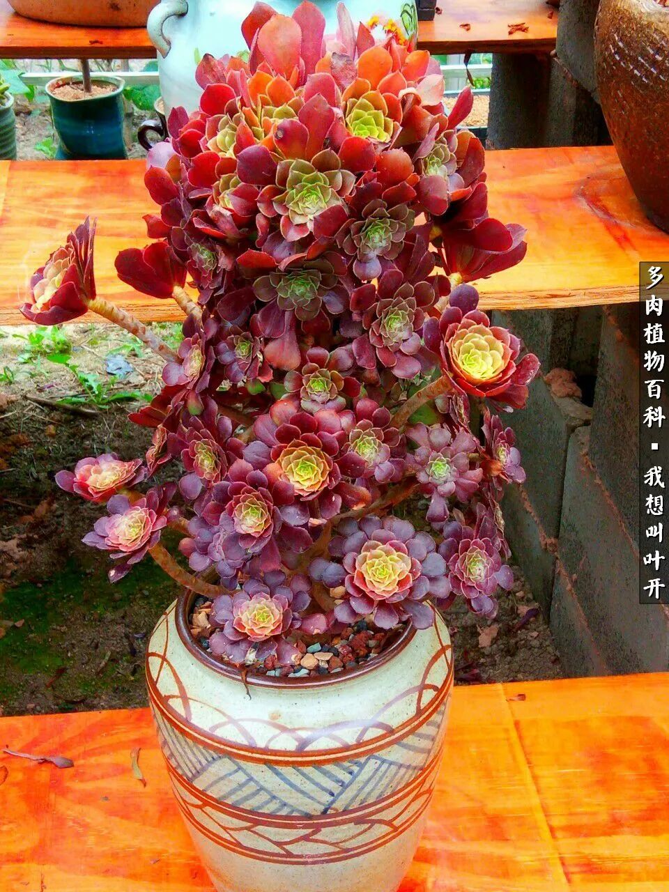 最好养的法师有哪几种,哪种法师既好看又好养