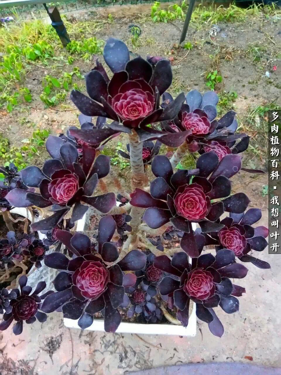 最好养的法师有哪几种,哪种法师既好看又好养