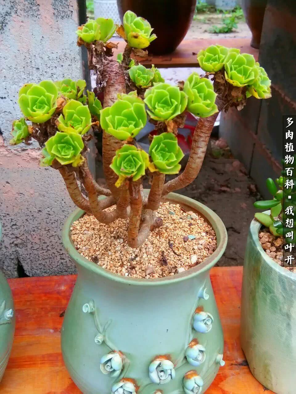 最好养的法师有哪几种,哪种法师既好看又好养