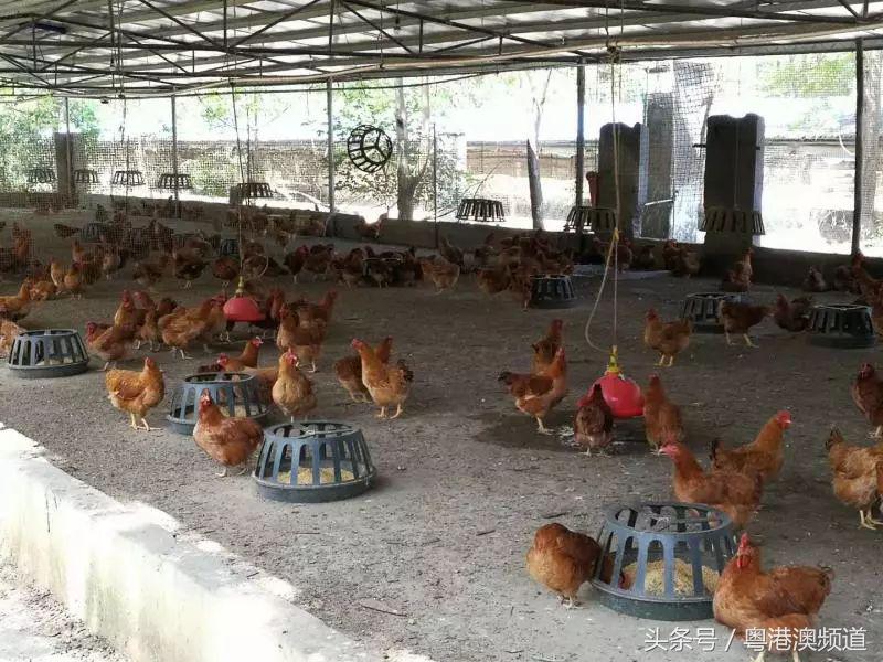 广州挑战20元做两菜一餐,广东40元做两个菜