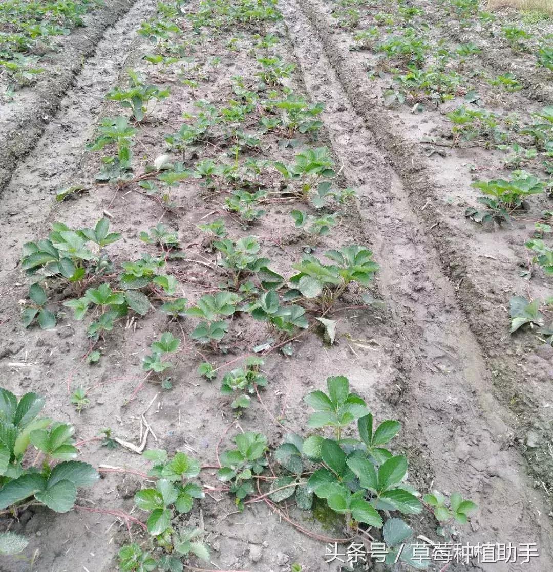 草莓苗为什么只扎根不长叶,草莓苗长得又细又高怎么办