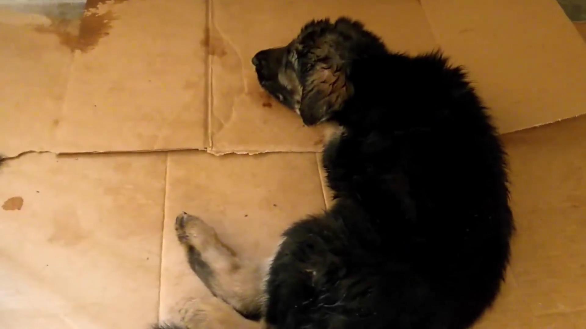 流浪狗被救眼中含泪,救助长蛆的流浪狗