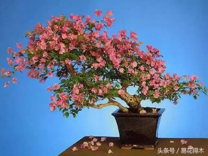 杜鹃花夏鹃品种有哪些特点,杜鹃花的夏鹃怎么养好