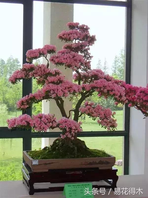 鹃之舞杜鹃的养护方法,杜鹃花春鹃和夏鹃的区别