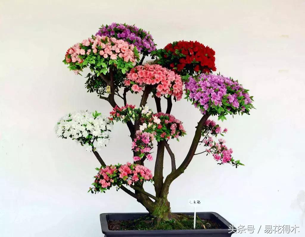 鹃之舞杜鹃的养护方法,杜鹃花春鹃和夏鹃的区别