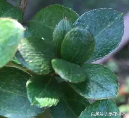 鹃之舞杜鹃的养护方法,杜鹃花春鹃和夏鹃的区别