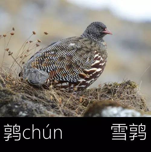 璁よ瘑楦熷瓧,楦熺殑16涓父瑙佸瓧