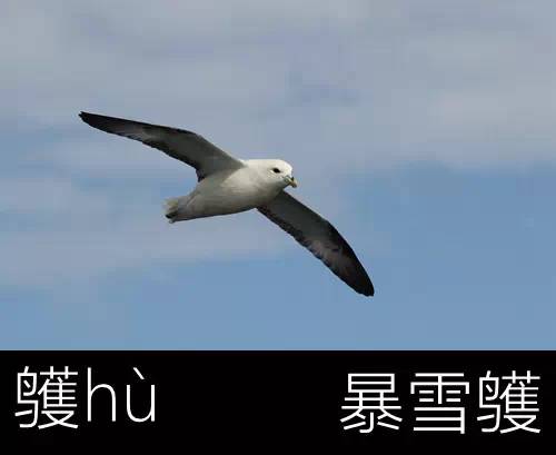 带你认识几个主播,带你认识几种常见的野菜