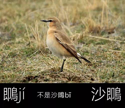 带你认识几个主播,带你认识几种常见的野菜