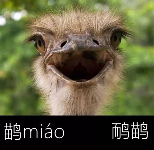 带你认识几个主播,带你认识几种常见的野菜