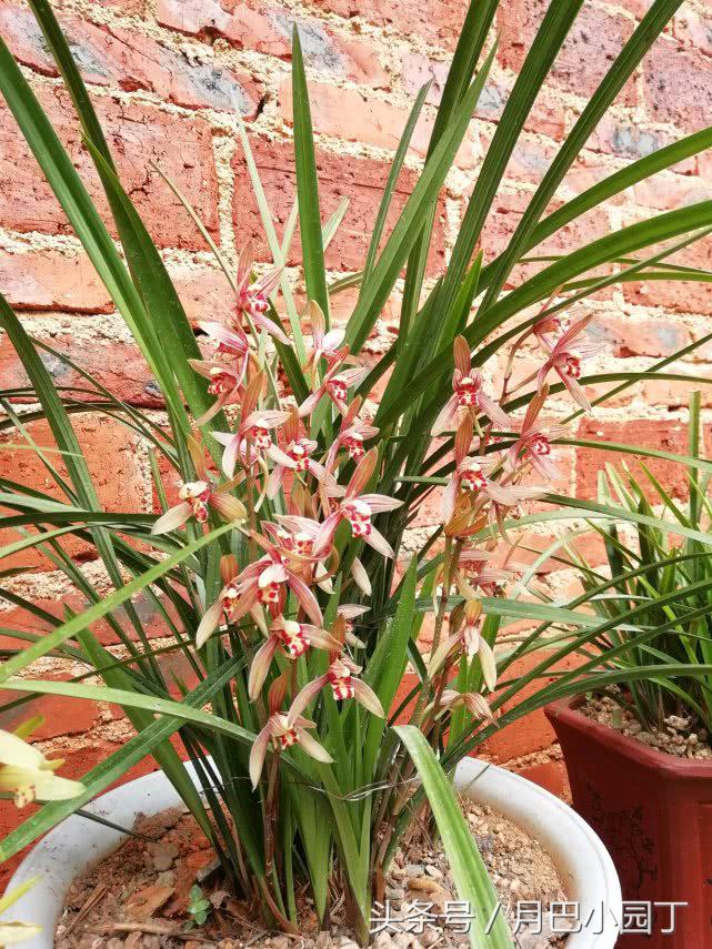 芦荟养蝴蝶兰,芦荟养兰