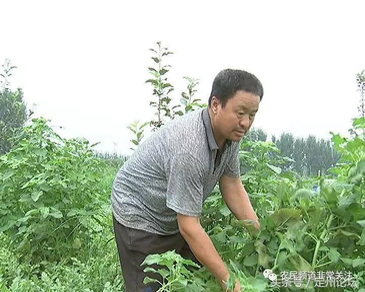 河北定州这些人竟然买了一万两千斤西瓜！给全城最可爱的人