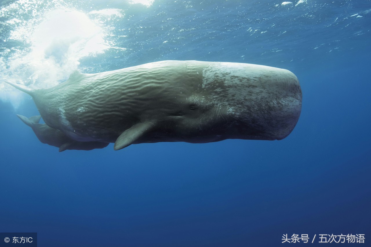 鳄鱼明明不是鱼为什么要叫鱼,鲸鱼鳄鱼企鹅金鱼哪个是哺乳动物