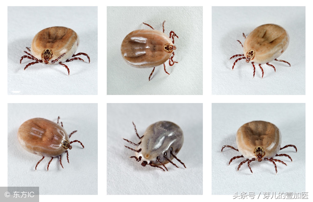 俗称狗豆子,小虫子居然咬死了人,郊游多加小心了