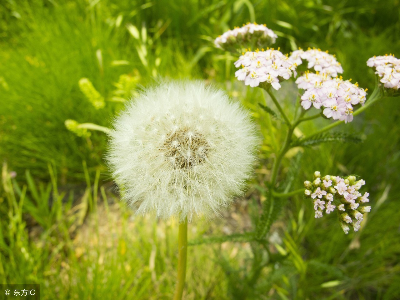 本草纲目蒲公英的验方,蒲公英的常见药方